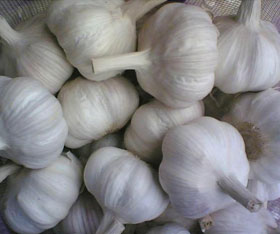 2017 IQF Fresh Gralic Normal white/Pure White Garlic for Sale